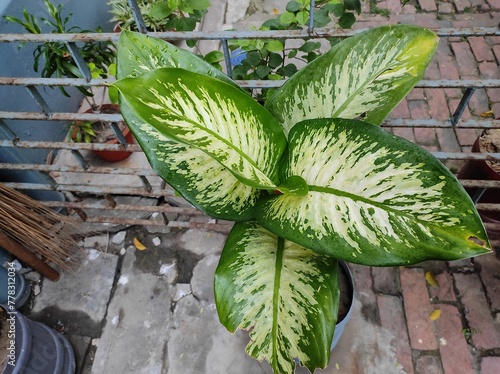 Dieffenbachia amoena plant in the garden photo