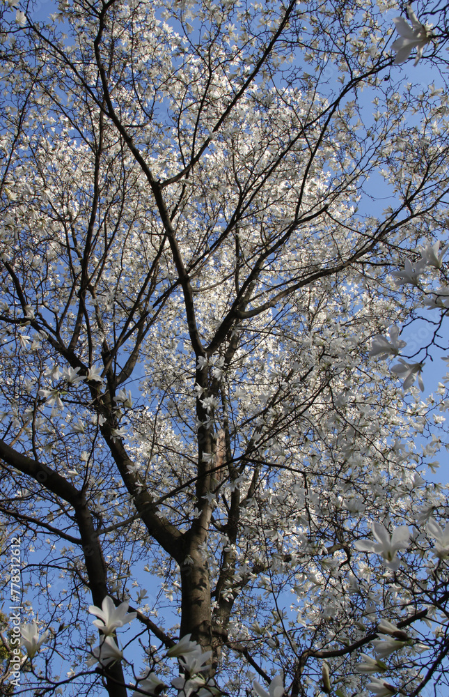Photo of a huge flowering magnolia tree densely covered with white flowers against a blue sky Photo of a huge flowering magnolia tree densely covered with white flowers against a blue sky