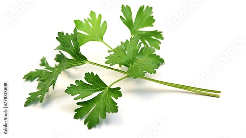 Parsley herb leaves isolated on white background cutout. Healthy food. photo