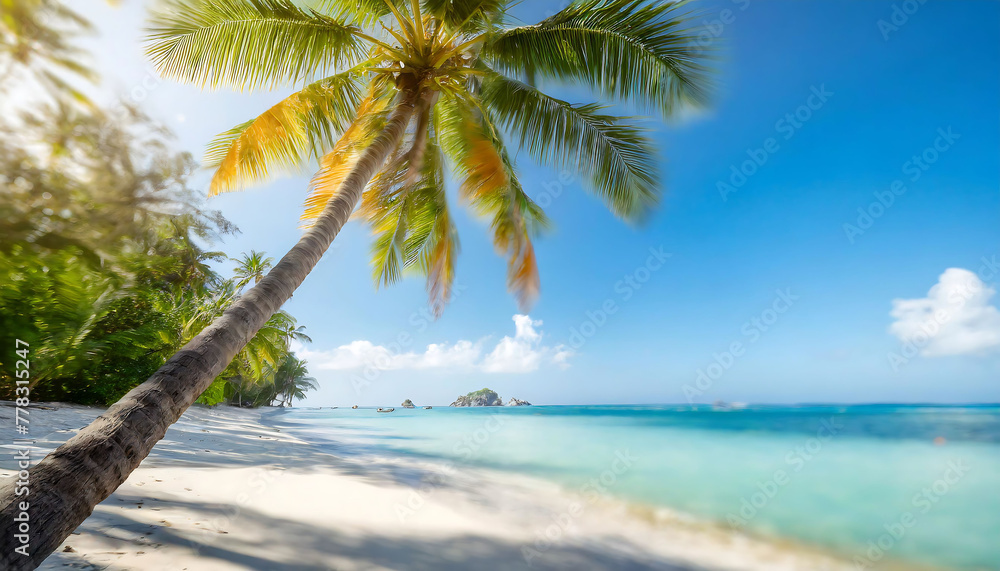 A palm tree is standing on a beach with a clear blue sky above. The beach is empty and the palm tree is the only thing visible