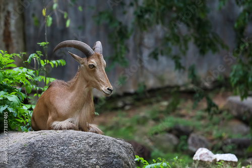 The barbary sheep is mammal and hill animal photo