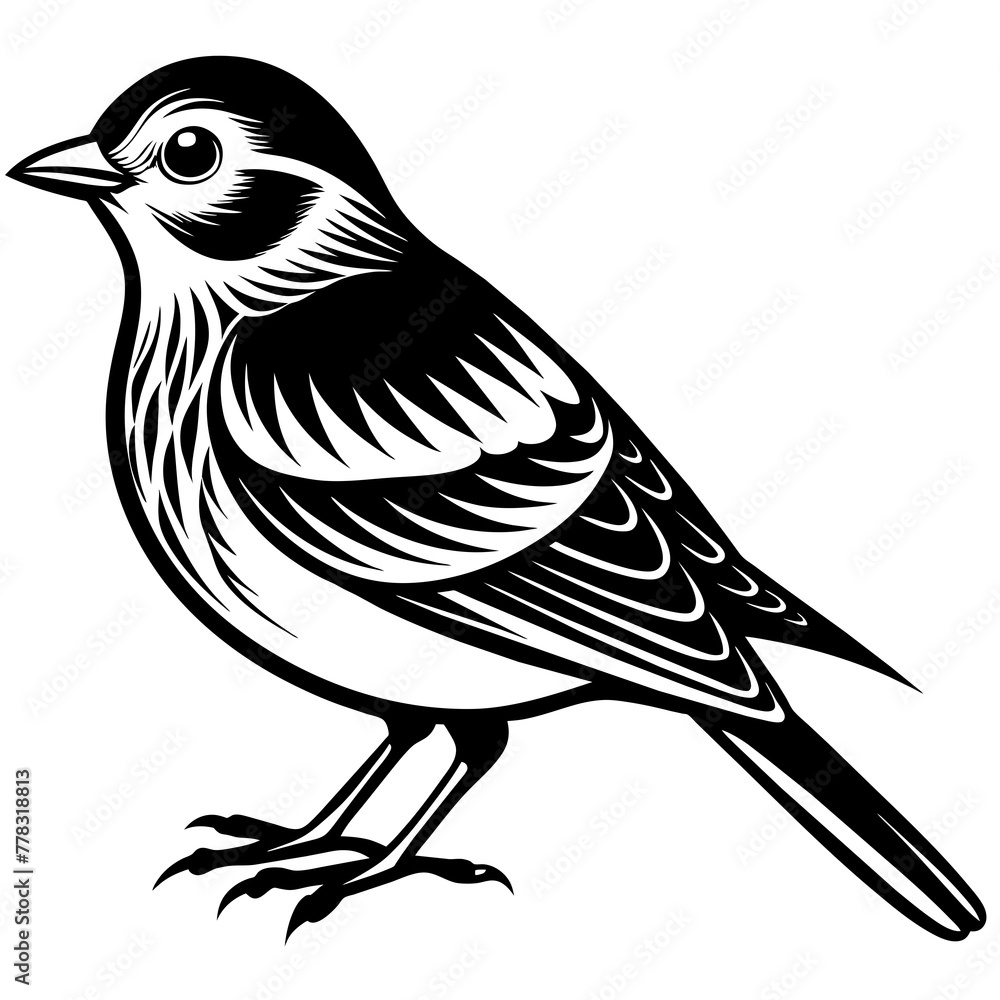 Bird vector illustration.
Bird vector illustration.