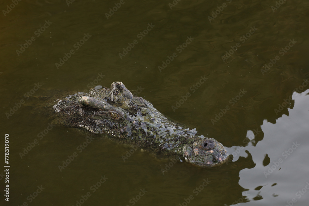 Close up salt crocodile is show head in river Close up salt crocodile is show head in river