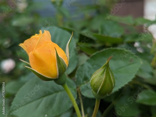 yellow rose on green background © Benz