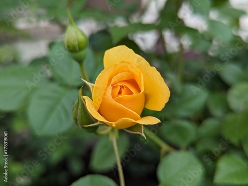 yellow rose on green background