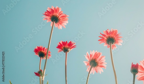 vibrant pink daisy flowers against a clear blue sky