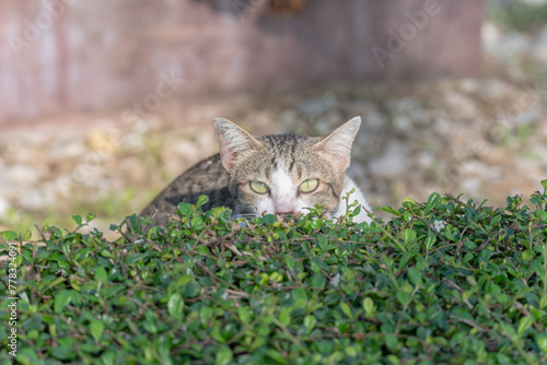 The cat hid behind bushes.