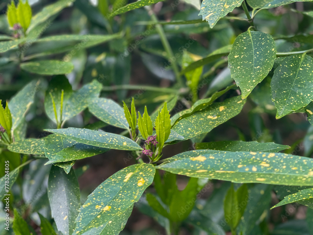 Spotted laurel plant Spotted laurel plant
