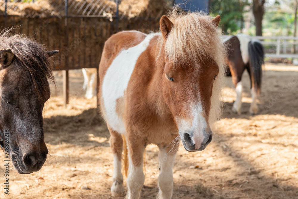 Obraz premium Cute little pony in the animal farm