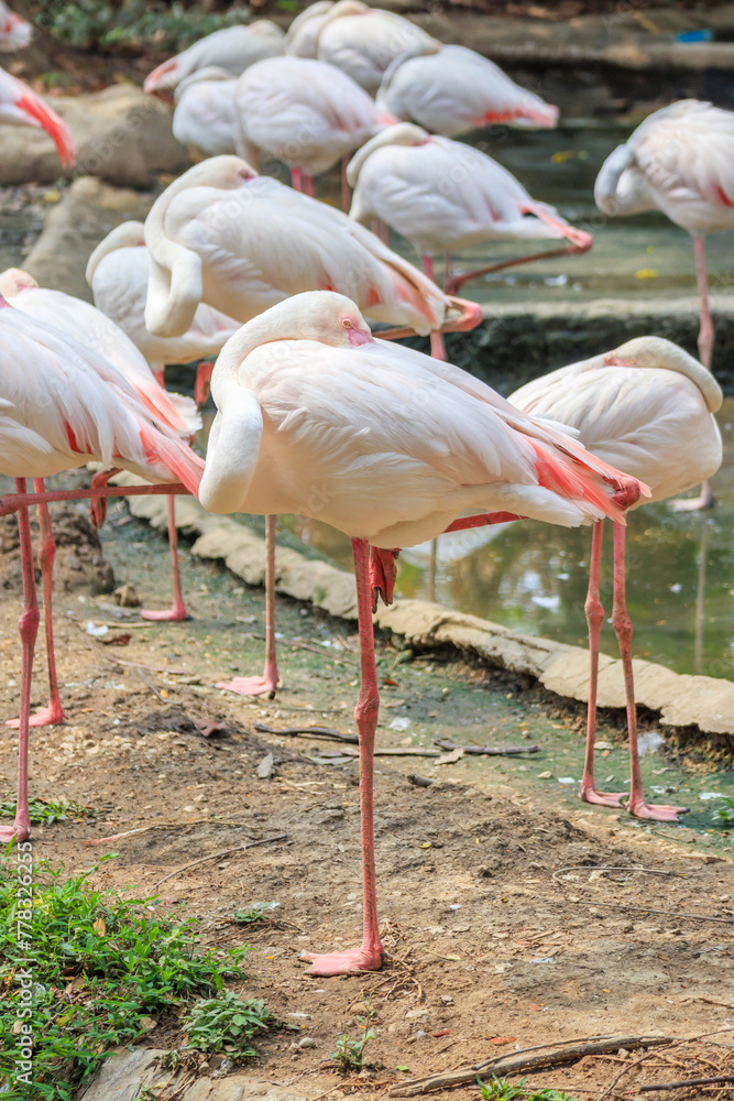 Beautiful flamingo bird stand in the pond Beautiful flamingo bird stand in the pond