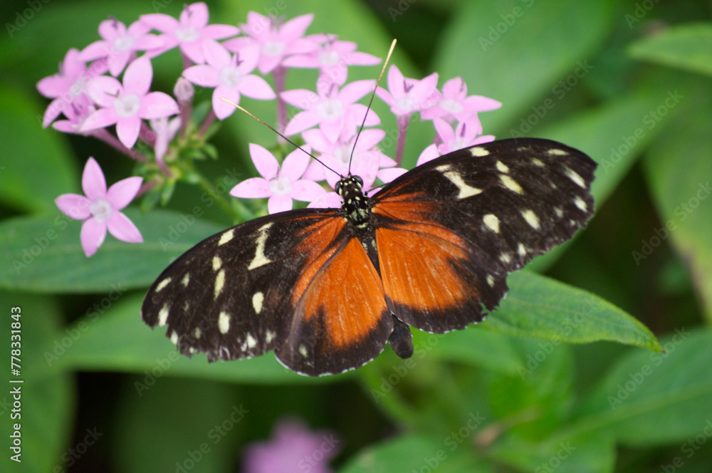 Naklejka premium Tiger Longwing Butterfly (Heliconius hecale) on Pink Flowers