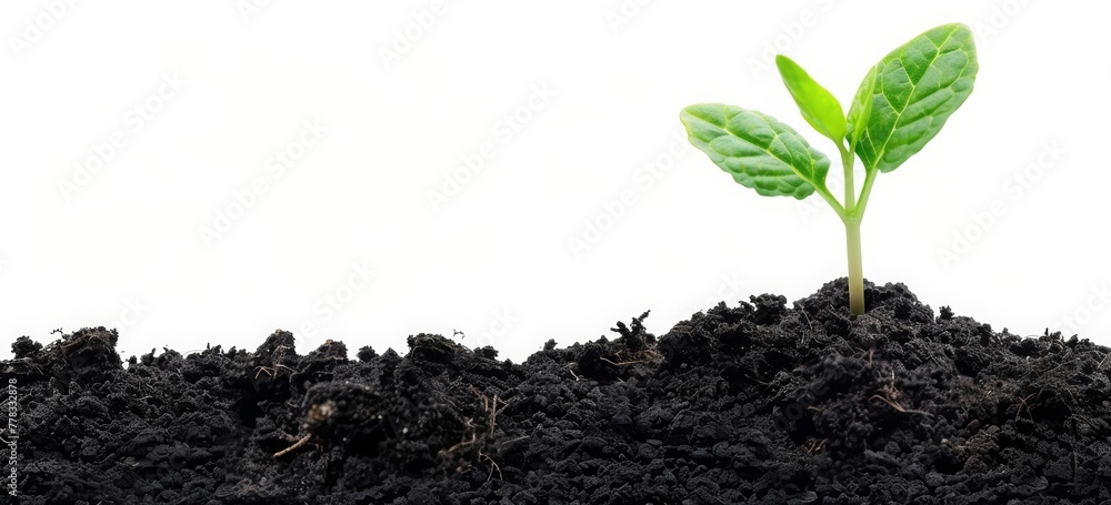 A small green sprout grows from the black soil of an organic farm on a clear white background A small green sprout grows from the black soil of an organic farm on a clear white background