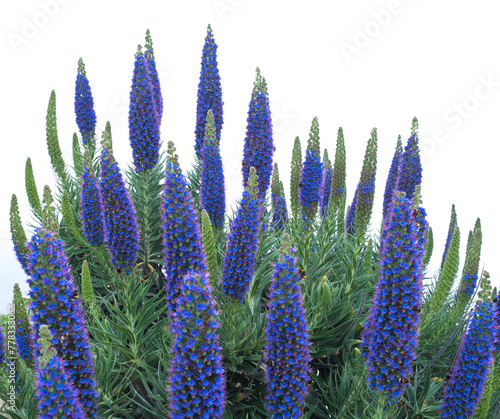 Close up of a Echium candicans, Pride of Madeira, large blue flowers in full bloom photo