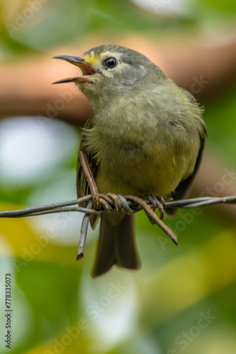 The Javan white-eye (Zosterops flavus) is a bird species in the family Zosteropidae that occurs in Java and Borneo photo