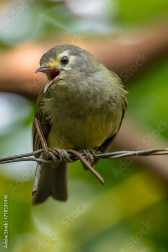 The Javan white-eye (Zosterops flavus) is a bird species in the family Zosteropidae that occurs in Java and Borneo photo