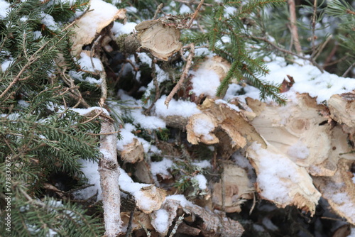 Forest felling, Forest being cut down. photo