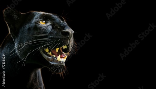 portrait of a black panther smiling showing teeth, photo studio set up with key light, isolated with black background and copy space - generative ai © dynasty