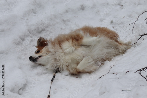 Dog rolling in snow.  Dog playing in snow.