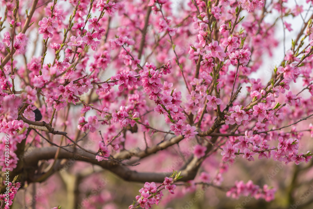 Beautiful peach orchard. There are pink flowers on the trees. There is green grass between the trees. The sky is blue. Beautiful peach orchard. There are pink flowers on the trees. There is green grass between the trees. The sky is blue.