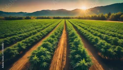 Harvest Haven: Captivating Scenes from a Flourishing Cannabis Plantation