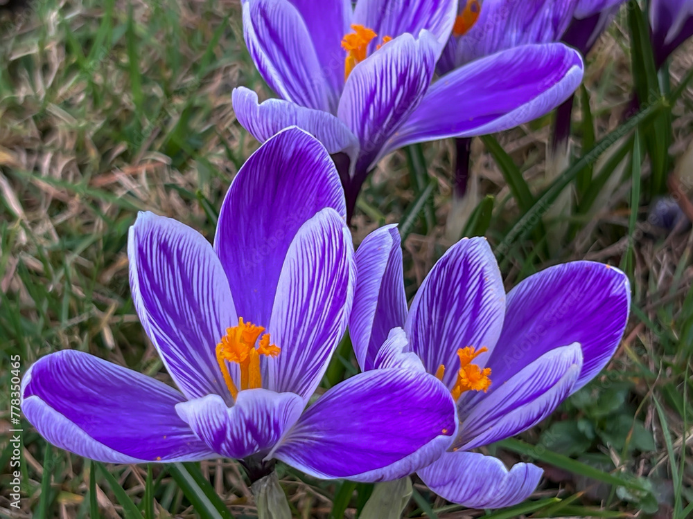 Purple crocuses blooming in a meadow near the forest in early spring Purple crocuses blooming in a meadow near the forest in early spring