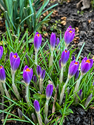 Purple crocuses blooming in early spring at the edge of the forest