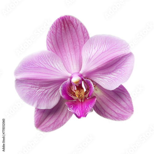 Orchid Blossom Pink Close Up Isolated