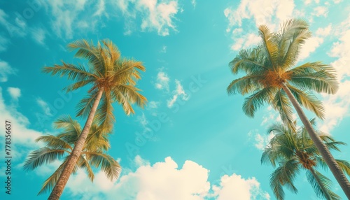 Beautiful natural tropical background with fresh and full palm trees against a blue sky with clouds. empty space for text  color graded  vibrant colors