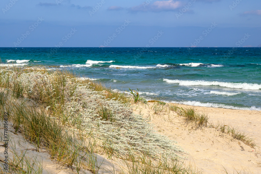 Vegetation on the sandy beach of Marmari on the island of Kos. Greece