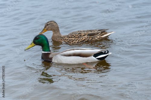 Two wild mallard duck swims in river. Bright beautiful male and female in the spring in pairing season. Birdlife anas platyrhynchos in nature. Birds sway on waves in wild nature.