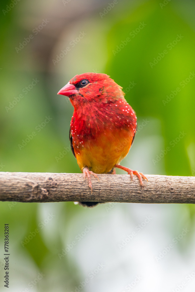 The red avadavat, red munia or strawberry finch, is a sparrow-sized bird of the family Estrildidae. It is found in the open fields and grasslands of tropical Asia and is popular as a cage bird The red avadavat, red munia or strawberry finch, is a sparrow-sized bird of the family Estrildidae. It is found in the open fields and grasslands of tropical Asia and is popular as a cage bird