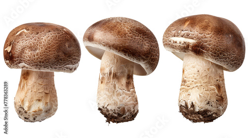 Fresh Portobello Mushroom, Nutritious Ingredient for Healthy Cooking in Culinary Creations on Transparent Background