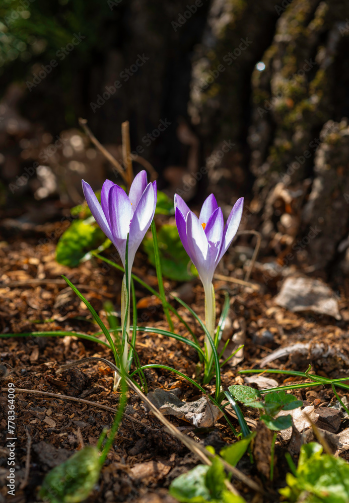 A group of spring-blooming purple garden crocuses in early spring in a garden, Ukraine A group of spring-blooming purple garden crocuses in early spring in a garden, Ukraine
