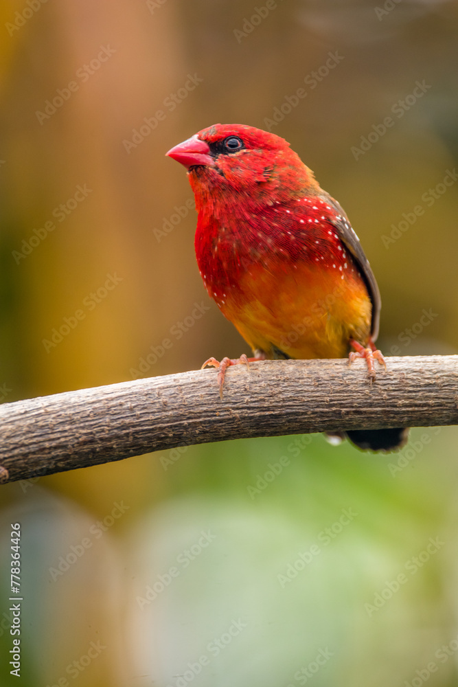 The red avadavat, red munia or strawberry finch, is a sparrow-sized bird of the family Estrildidae. It is found in the open fields and grasslands of tropical Asia and is popular as a cage bird The red avadavat, red munia or strawberry finch, is a sparrow-sized bird of the family Estrildidae. It is found in the open fields and grasslands of tropical Asia and is popular as a cage bird