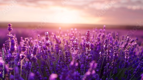 field with lavender at sunset