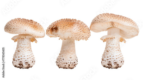 Fresh Organic Beech Mushroom on Transparent Background for Culinary Creations - Studio Shot of Healthy Edible Fungus, Perfect Ingredient for Gourmet Dishes and Vegan Recipes
