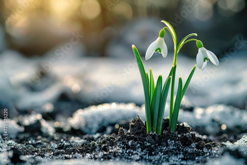 Snowdrop blooms blossoming in the snow  the first signs of life in the spring. Generative Ai © MinixT