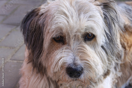 Old shaggy dog ​​with sad look
