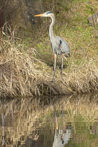 Great blue heron stands by pond.