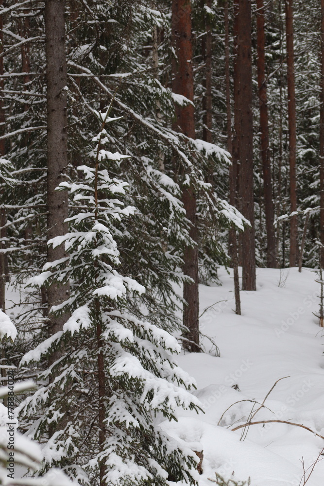 Fototapeta premium Small winter trees in the forest. Berry trees, spruce, pine.