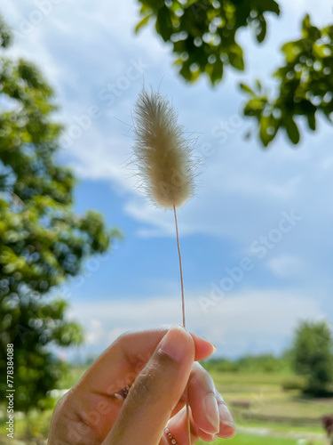 grass with fluffy hair During the summer there are many grasses that grow. It is the abundance of the area as a whole.