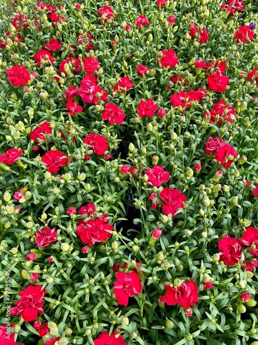 Table of red blooming dianthus flowers for sale at garden center in spring