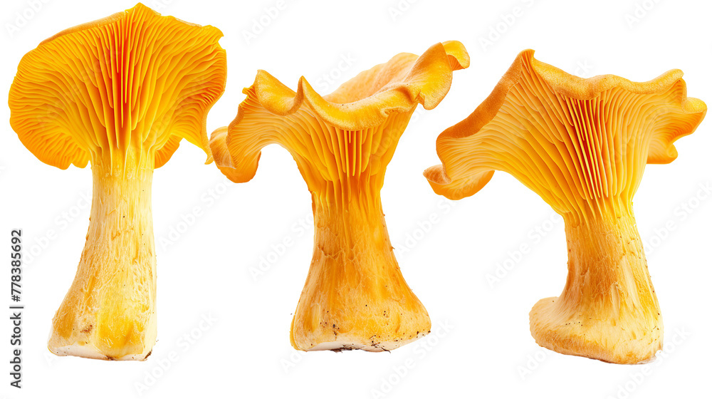 Vibrant Chanterelle Mushroom Captured on Transparent Background, Ideal for Culinary Projects, Representing Organic, Fresh Ingredients for Gourmet Dishes Vibrant Chanterelle Mushroom Captured on Transparent Background, Ideal for Culinary Projects, Representing Organic, Fresh Ingredients for Gourmet Dishes