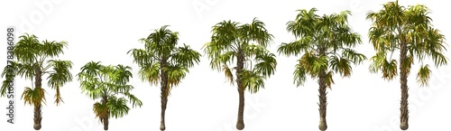 bay palmetto palm hq arch viz cutout palmtree plants photo