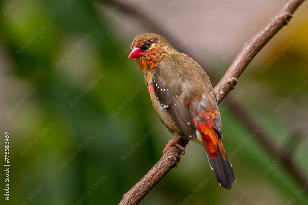 The red avadavat, red munia or strawberry finch, is a sparrow-sized bird of the family Estrildidae. It is found in the open fields and grasslands of tropical Asia and is popular as a cage bird The red avadavat, red munia or strawberry finch, is a sparrow-sized bird of the family Estrildidae. It is found in the open fields and grasslands of tropical Asia and is popular as a cage bird