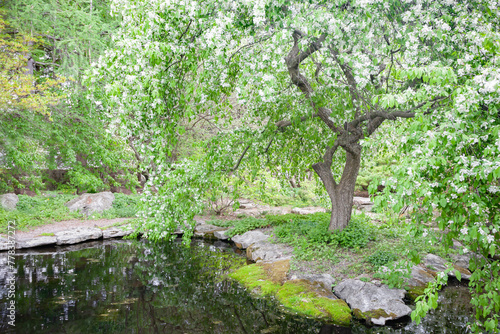 Lovely scene of a garden with a weeping  white ornamental crabapple tree and a small pond.