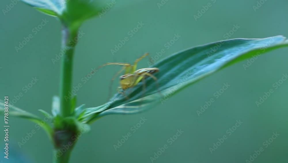 an oxyopes salticus spider perched on a plant blowing in the wind, wildlife, close up, insect. an oxyopes salticus spider perched on a plant blowing in the wind, wildlife, close up, insect.