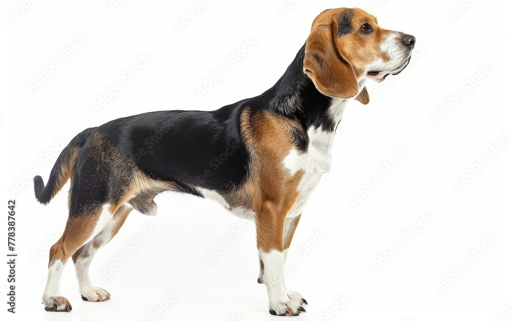 The profile stance of a Beagliere dog against a white background, its sleek coat and structured form displaying the breed's elegant physique.