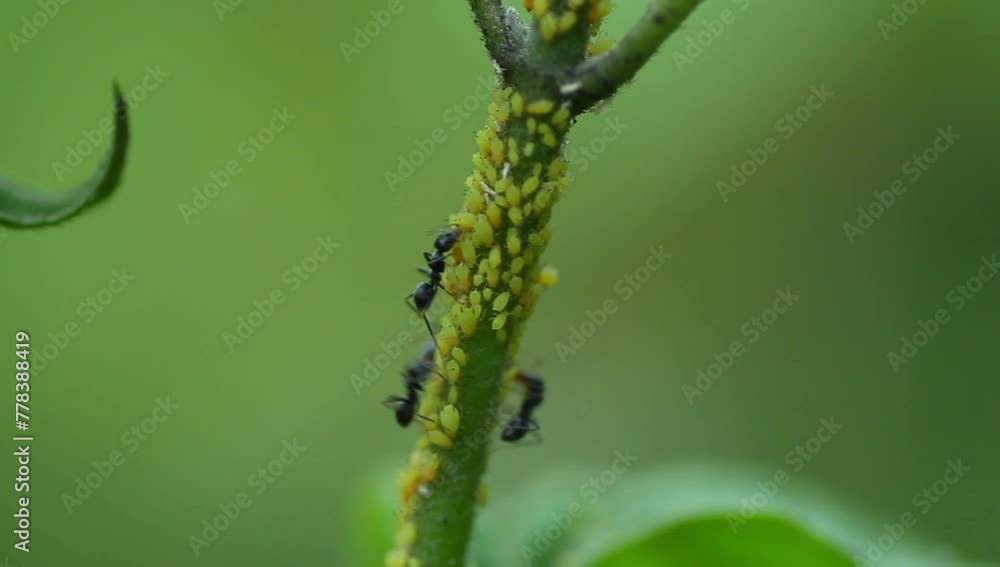 group of black ants swarming among small yellow insects, wildlife, close up, insect. group of black ants swarming among small yellow insects, wildlife, close up, insect.