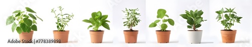 a group of potted plants photo